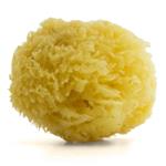 Badeanstalten/763321_seasponge1.jpg